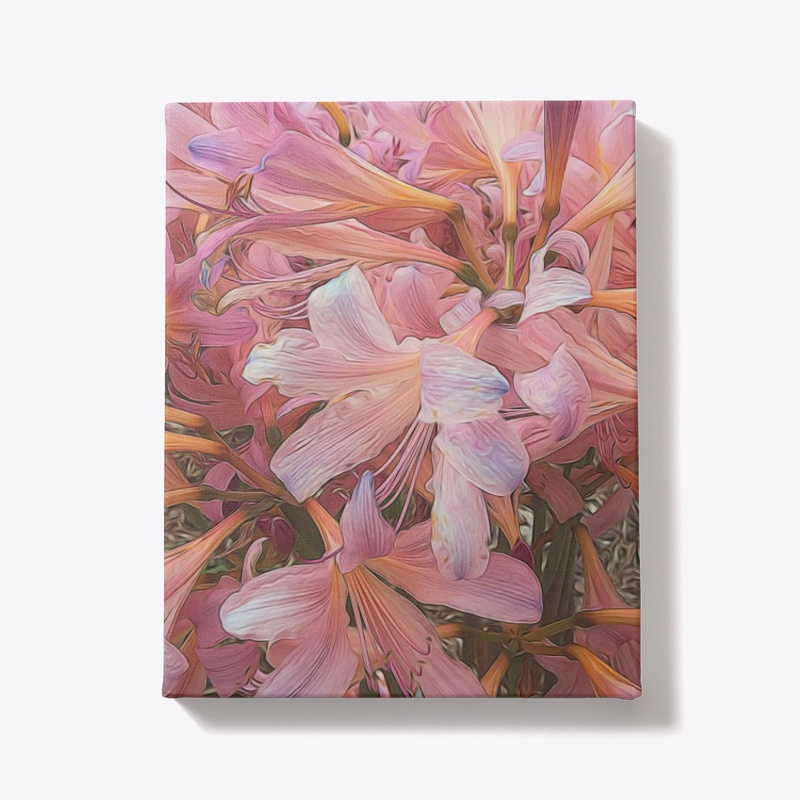 Pink Amaryllis