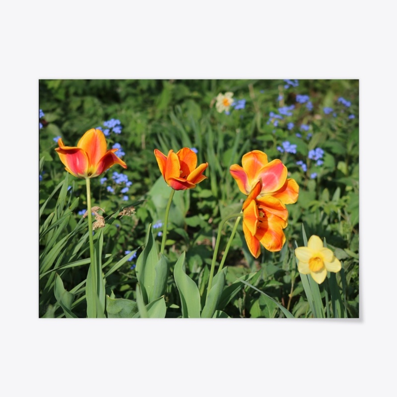 Flowers 5