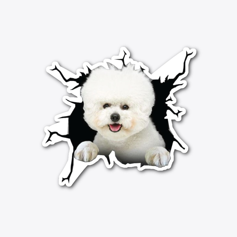 Bichon Frise 