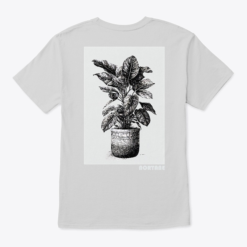 Monstera Plant