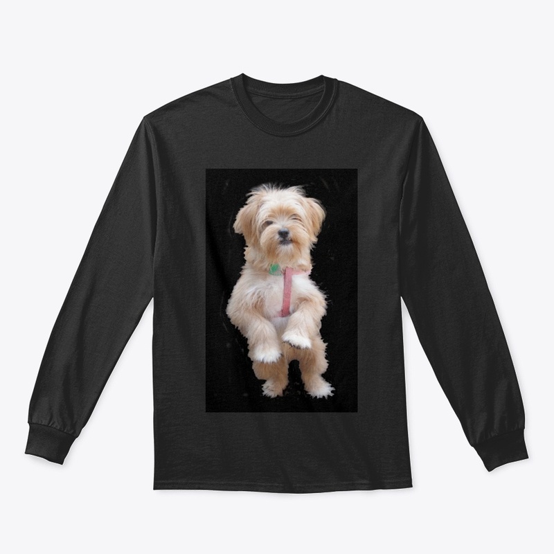 cute yorkie chihuahua puppy