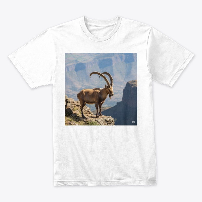 Ethiopian Ibex