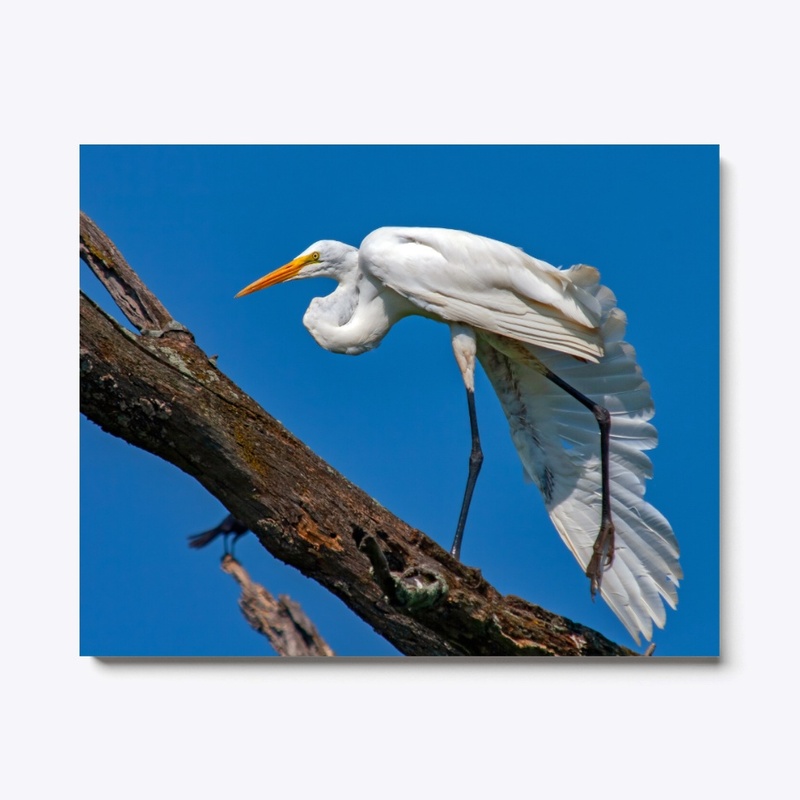 Great White Egret