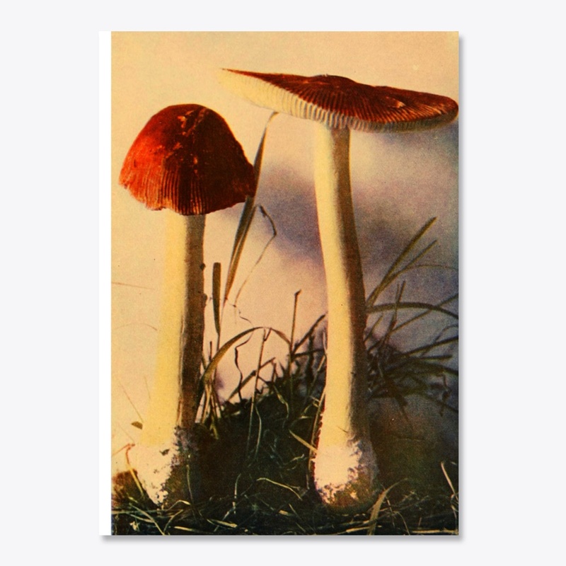 two red mushrooms