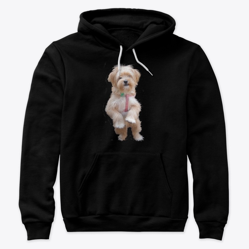 cute yorkie chihuahua puppy