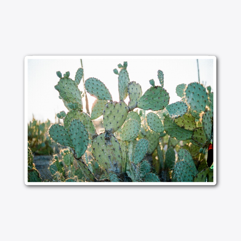 Bushel of Cactus