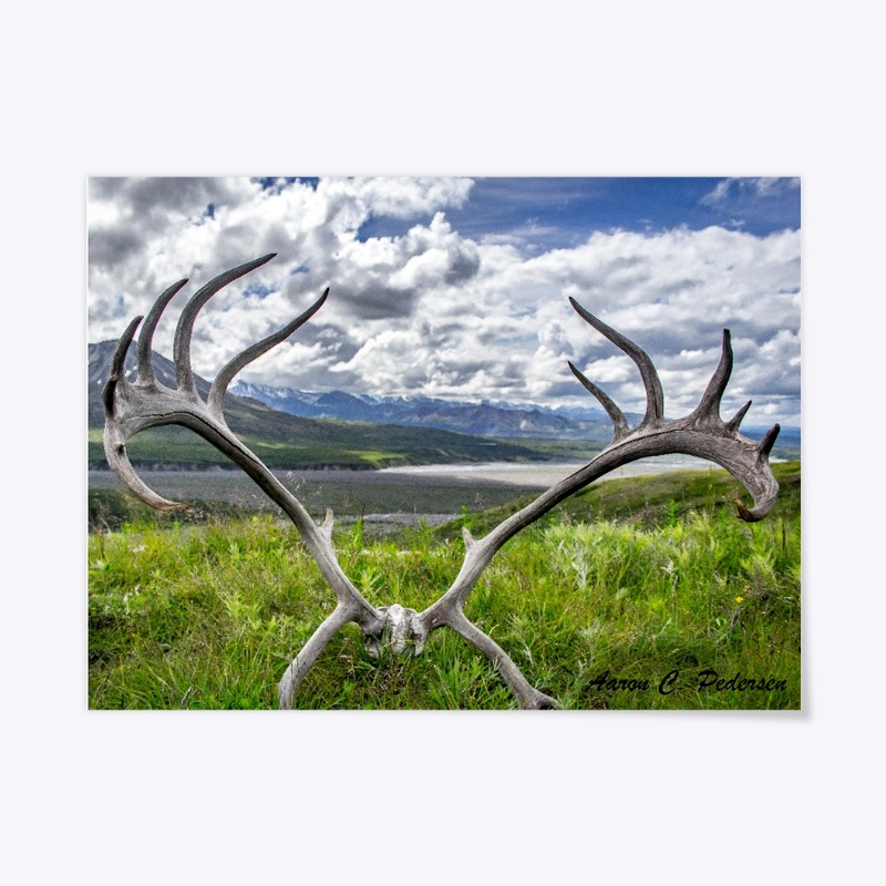 Caribou Remains