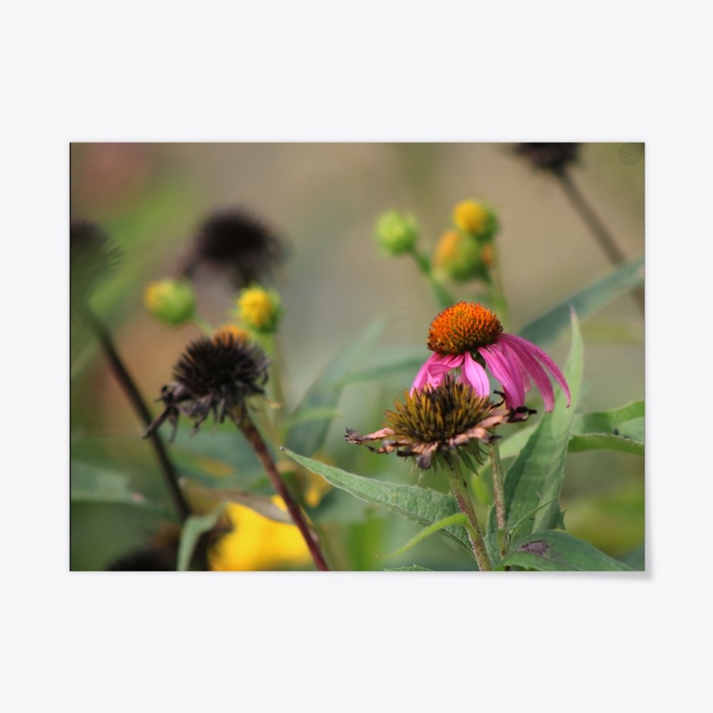Flowers 9