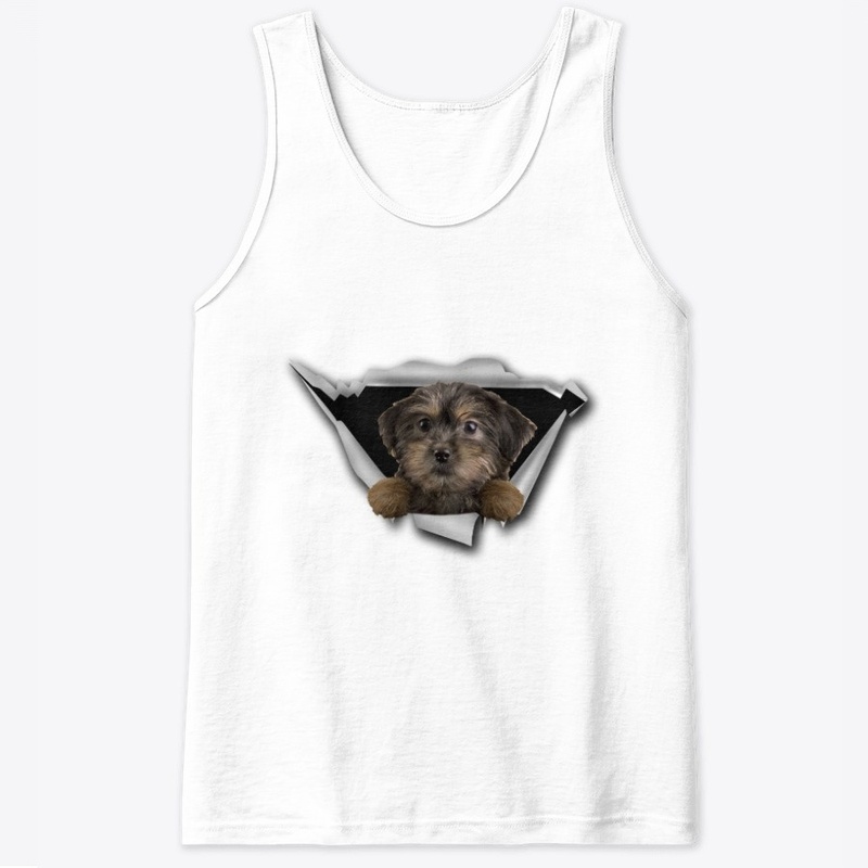 Yorkiepoo - Torn