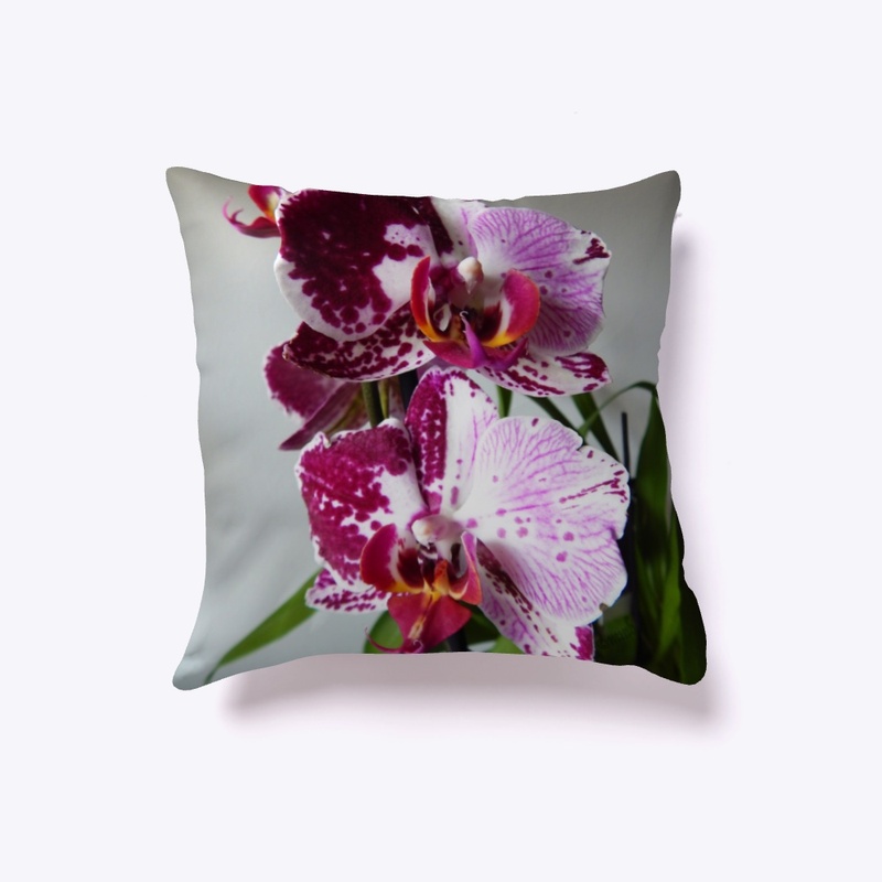 Hybrid Phal Orchid Collection