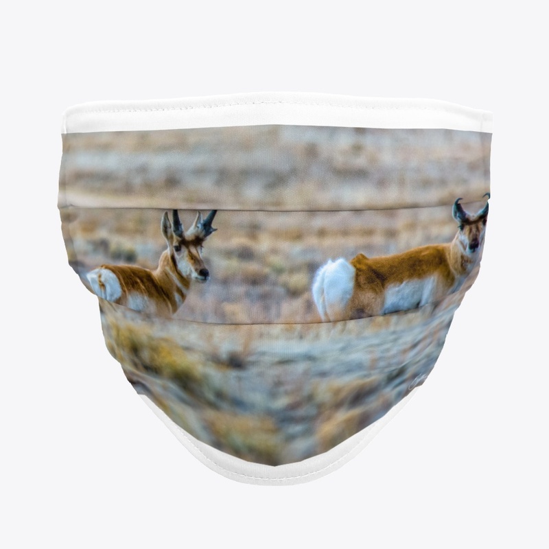 Pronghorn 