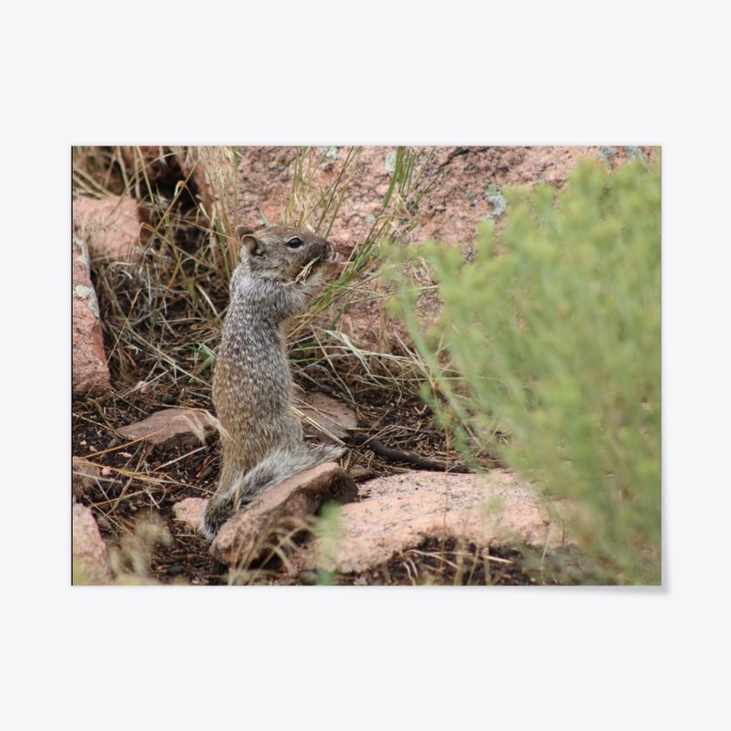 Squirrel 1