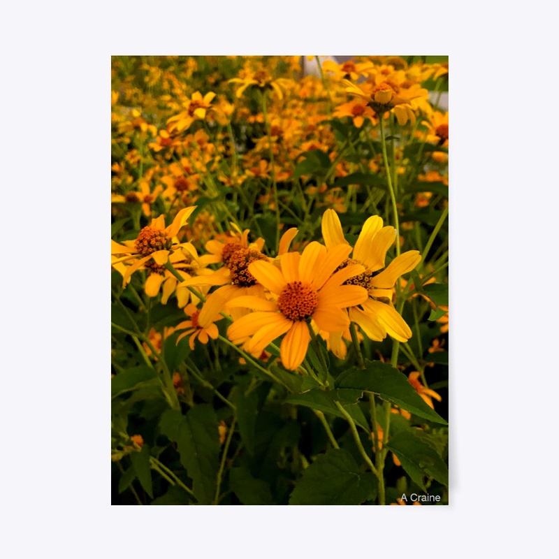 Good Evening Sunshine