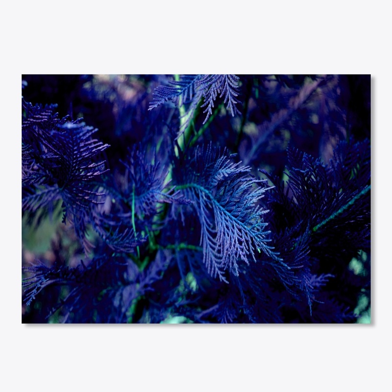 blue cypress 