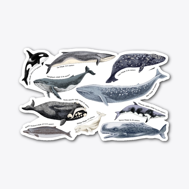 Illustration of Whales