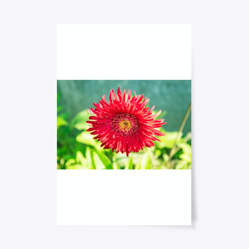 sun flower
