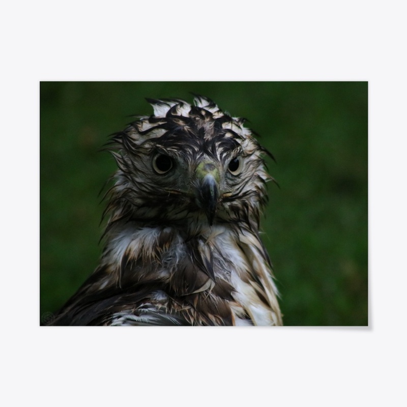 Hawk 1