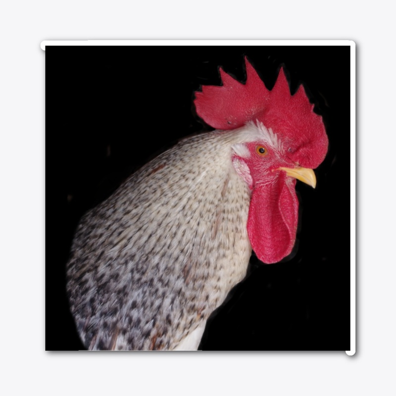 rooster2
