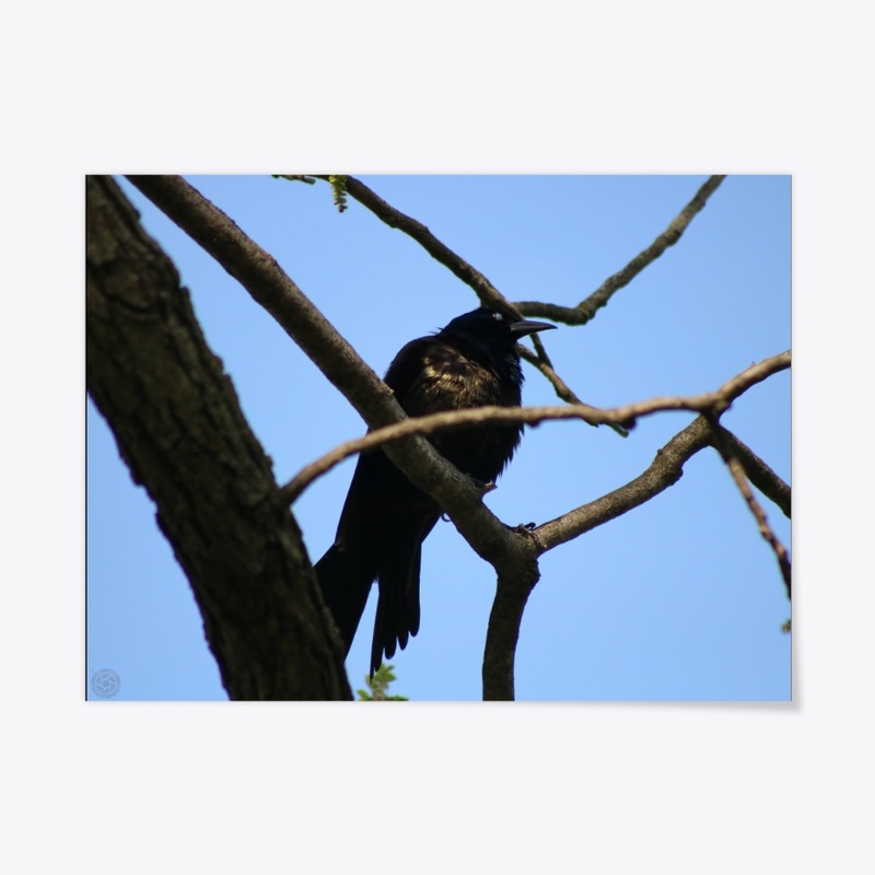 Crow