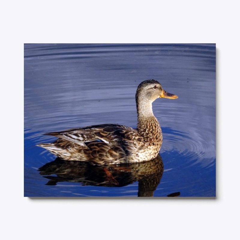 There was only a duck on the lake...