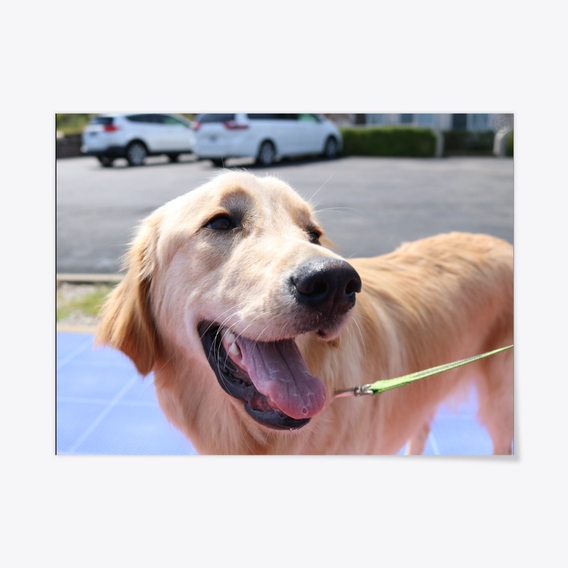Dog 1