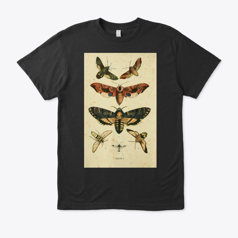 moths of england