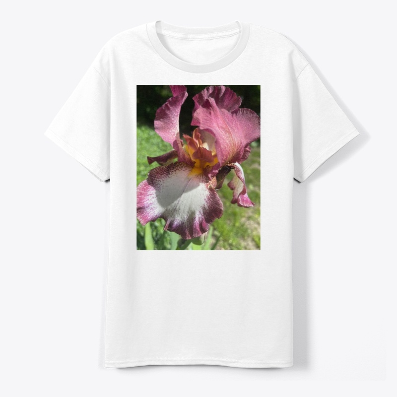 Burgundy Iris