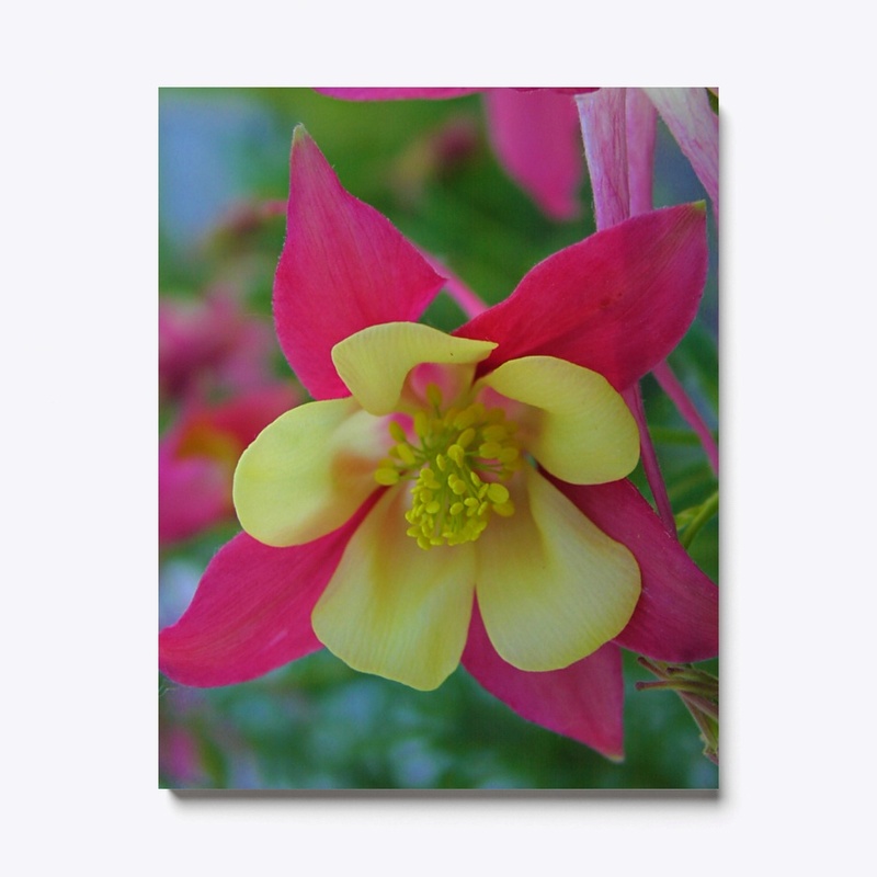 Aquilega or Columbine Flowers