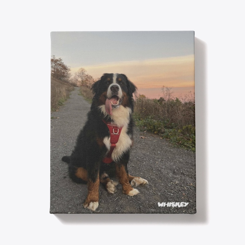 Whiskey Canvas