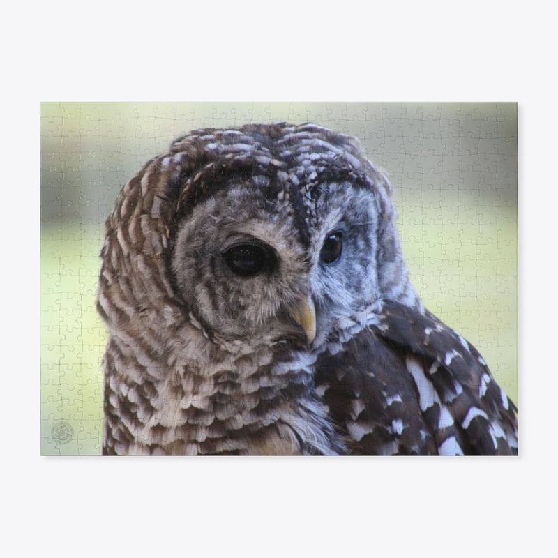 Barred Owl