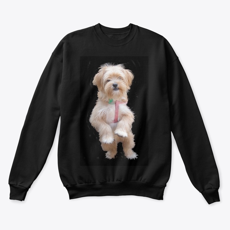 cute yorkie chihuahua puppy