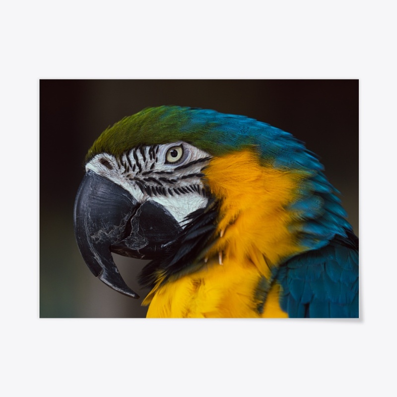 Birds of a feather 3