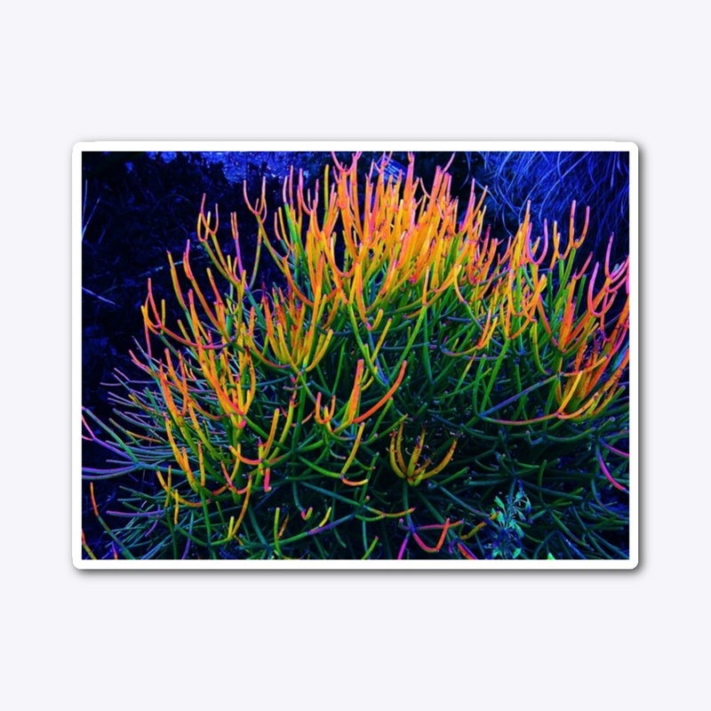Rainbow Succulent 