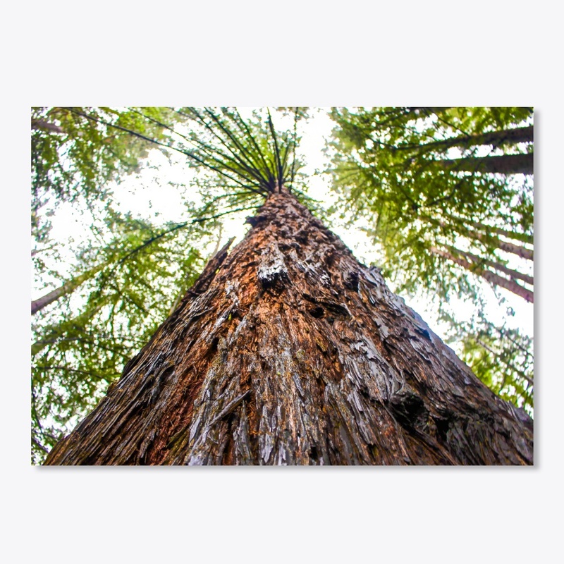 Redwood