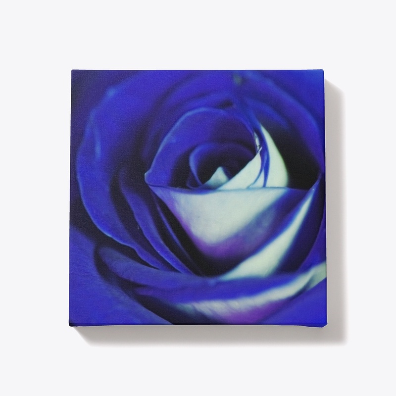 Blue Rose