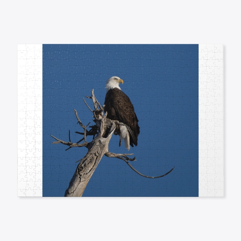 Eagle on the Moon