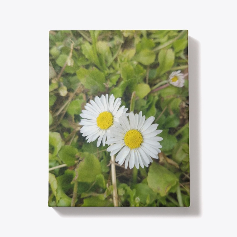 Two daisies