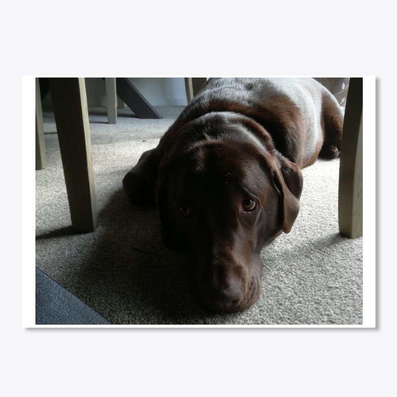 Labrador