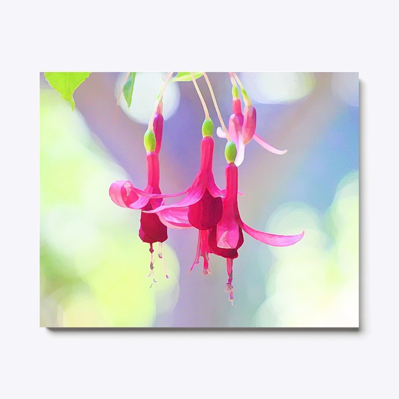 Fuchsia Blooms