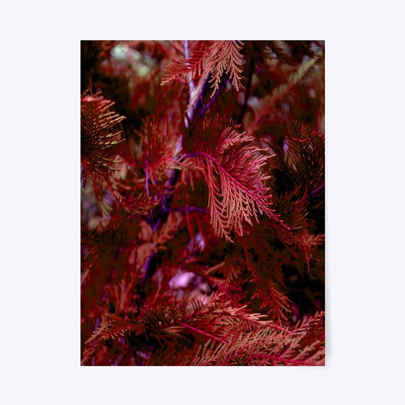 red cypress