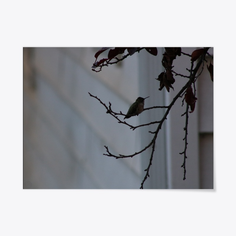 Hummingbird 1
