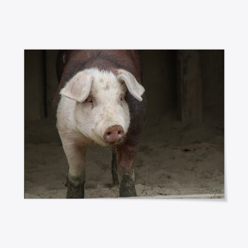 Pig