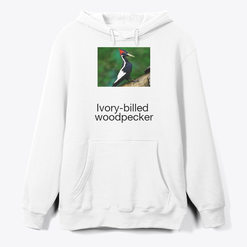Ivory-billed woodpecker