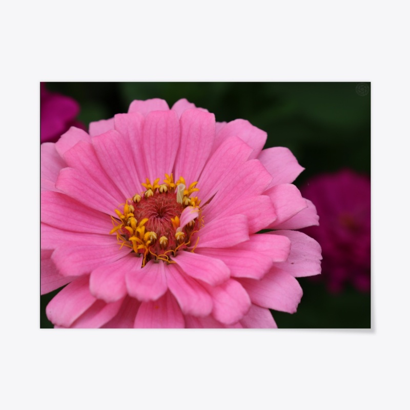 Flower 4