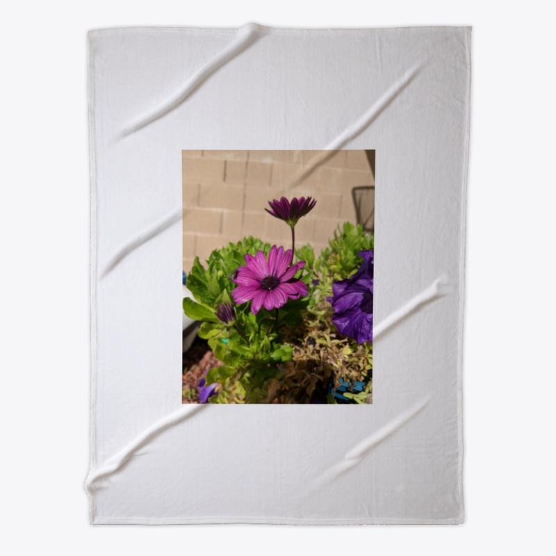 Purple daisy