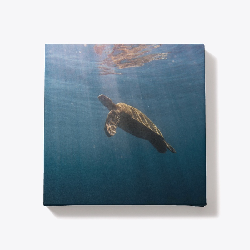 sea turtle swimming in the ocean