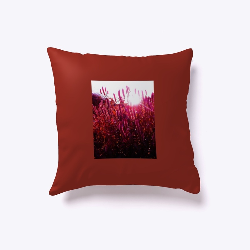 Pink Fountain Grass at Sunset