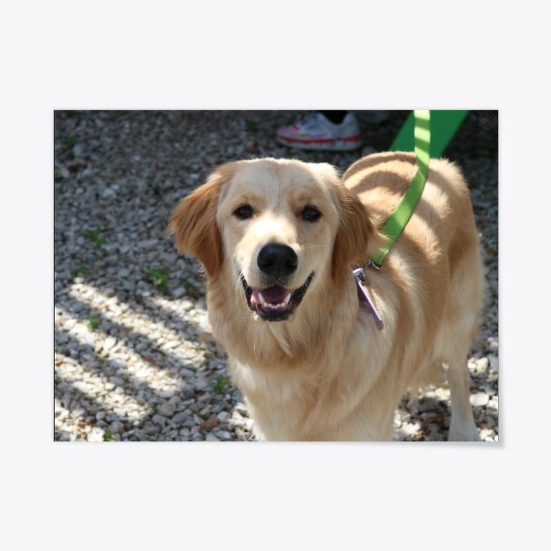 Dog 3