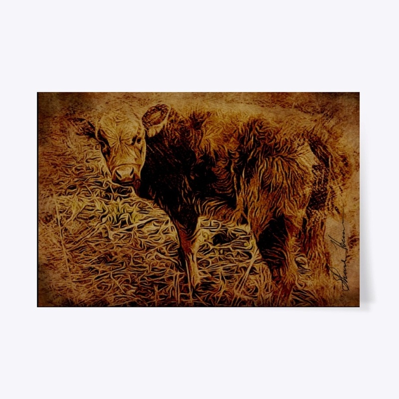 Dad's Dexter Cows, Calf Daisy