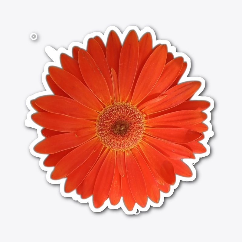 Vibrant Orange Gerbera